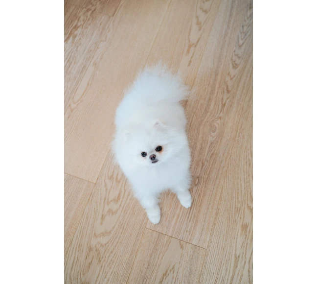 Паркетная доска photo2