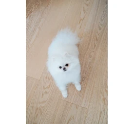 Паркетная доска photo2